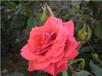 511d0379-Picture 031.jpg